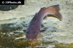 phyllonemus filinemus phyllonemus filinemus