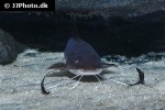 phyllonemus typus phyllonemus typus