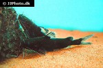 pseudomystus cf stenomus pseudomystus cf stenomus
