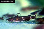pseudomystus cf stenomus pseudomystus cf stenomus