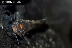 pseudomystus funebris pseudomystus funebris
