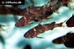 pseudomystus funebris pseudomystus funebris
