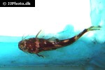 pseudomystus heokhuii pseudomystus heokhuii