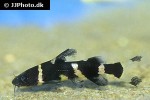 pseudomystus siamensis pseudomystus siamensis
