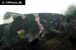 pseudomystus siamensis pseudomystus siamensis