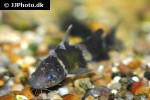 pseudomystus siamensis pseudomystus siamensis