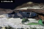 pseudomystus siamensis pseudomystus siamensis
