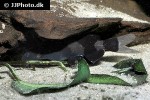 pseudomystus siamensis pseudomystus siamensis