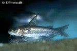 rita chrysea rita chrysea