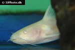 rita rita albino rita rita albino
