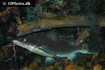 sperata aor sperata aor