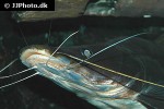 sperata aor sperata aor