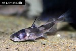 tachysurus dumerili tachysurus dumerili