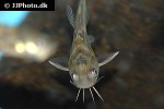 tachysurus sinensis tachysurus sinensis