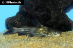 tachysurus sinensis tachysurus sinensis