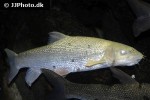 barbus barbus auratus barbus barbus auratus