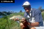 luciobarbus comizo luciobarbus comizo