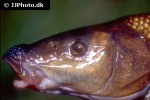 luciobarbus comizo luciobarbus comizo