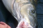 luciobarbus comizo luciobarbus comizo