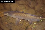 luciobarbus comizo luciobarbus comizo