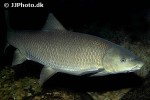 luciobarbus microcephalus luciobarbus microcephalus