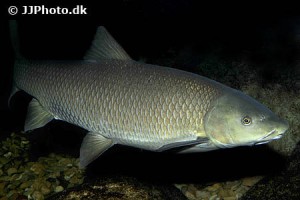 Barbel