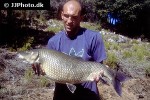 luciobarbus microcephalus luciobarbus microcephalus