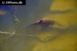 luciobarbus microcephalus luciobarbus microcephalus