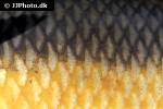luciobarbus sclateri luciobarbus sclateri