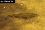 luciobarbus sclateri luciobarbus sclateri