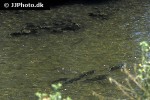 luciobarbus sclateri luciobarbus sclateri