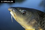 luciobarbus sclateri luciobarbus sclateri