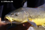 luciobarbus sclateri luciobarbus sclateri