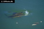 luciobarbus sclateri luciobarbus sclateri