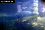 luciobarbus sclateri luciobarbus sclateri