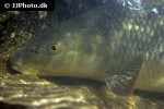 luciobarbus sclateri luciobarbus sclateri