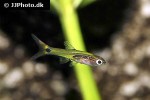 barboides gracilis barboides gracilis