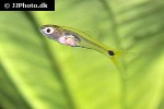 barboides gracilis barboides gracilis