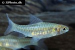 clypeobarbus congicus clypeobarbus congicus