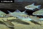 clypeobarbus congicus clypeobarbus congicus