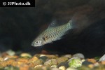 clypeobarbus hypsolepis clypeobarbus hypsolepis