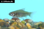 clypeobarbus hypsolepis clypeobarbus hypsolepis