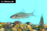 clypeobarbus hypsolepis clypeobarbus hypsolepis