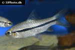 enteromius ablabes enteromius ablabes
