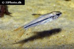 enteromius ablabes enteromius ablabes