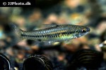 enteromius bifrenatus enteromius bifrenatus