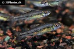enteromius bifrenatus enteromius bifrenatus