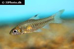 enteromius callipterus enteromius callipterus