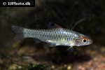 enteromius callipterus enteromius callipterus