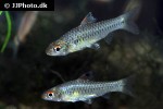 enteromius callipterus enteromius callipterus